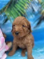 Izzie -421, a female Poodle - Miniature  and Miniature Goldendoodle for sale in Lakeland, FL – Photo 1 of 10