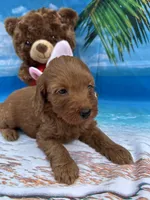 Izzie -421, a female Poodle - Miniature  and Miniature Goldendoodle for sale in Lakeland, FL – Photo 10 of 10