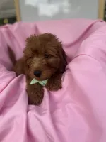 Izzie -421, a female Poodle - Miniature  and Miniature Goldendoodle for sale in Lakeland, FL – 5 of 10
