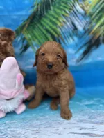 Izzie -421, a female Poodle - Miniature  and Miniature Goldendoodle for sale in Lakeland, FL – Photo 6 of 10