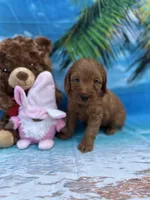 Izzie -421, a female Poodle - Miniature  and Miniature Goldendoodle for sale in Lakeland, FL – Photo 9 of 10