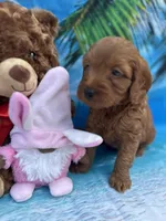 Izzie -421, a female Poodle - Miniature  and Miniature Goldendoodle for sale in Lakeland, FL – Photo 7 of 10