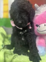 Midnight 386, a female Bernedoodle and Miniature Bernedoodle for sale in Lakeland, FL – 7 of 10