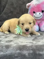 Beatrice 575, a female Golden Retriever for sale in Lakeland, FL – 10 of 10