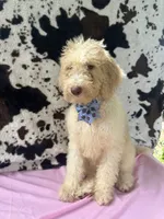 Sapphire - 334 , a female Labradoodle and Poodle - Standard  for sale in Lakeland, FL – 4 of 10