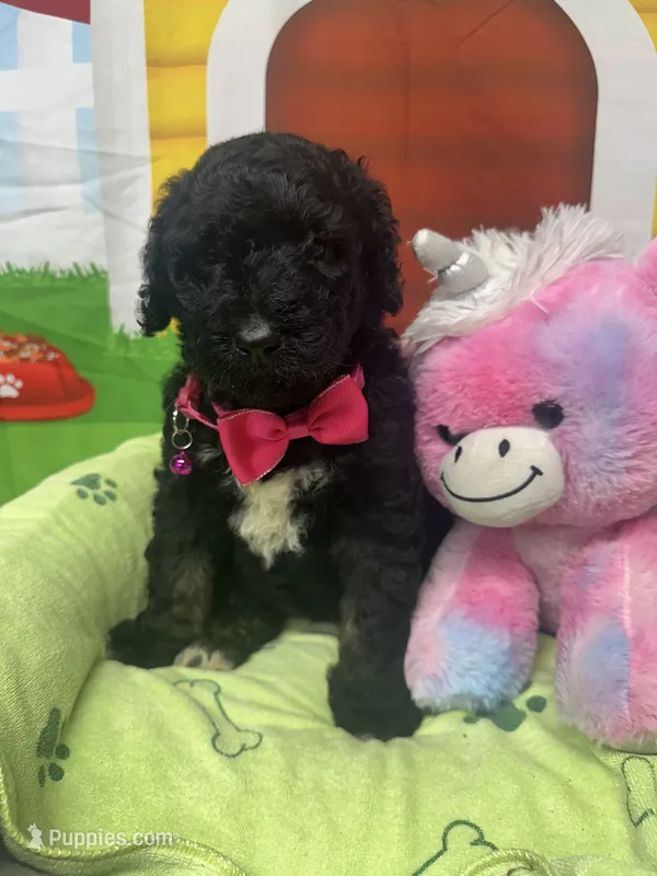Mandy 383 – Bernedoodle, Miniature Bernedoodle puppy for sale in Lakeland, FL