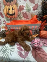 Nikki 376, a female Poodle - Miniature  and Miniature Goldendoodle for sale in Lakeland, FL – 6 of 10