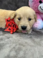 Brielle 574, a female Golden Retriever for sale in Lakeland, FL – 7 of 10