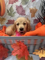 Brooklyn 572, a female Golden Retriever for sale in Lakeland, FL – 6 of 10