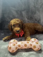 Daisy 394. F1b, a female Goldendoodle and Poodle - Miniature  for sale in Lakeland, FL – 10 of 10