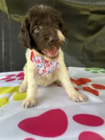 Suzzie - 331, a female Labradoodle and Poodle - Standard  for sale in Lakeland, FL – 4 of 10