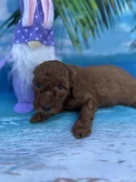 Irene -420, a female Poodle - Miniature  and Miniature Goldendoodle for sale in Lakeland, FL – Photo 6 of 10