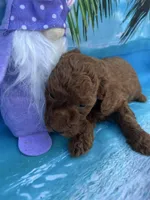 Irene -420, a female Poodle - Miniature  and Miniature Goldendoodle for sale in Lakeland, FL – Photo 10 of 10