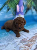 Irene -420, a female Poodle - Miniature  and Miniature Goldendoodle for sale in Lakeland, FL – Photo 3 of 10