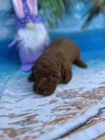 Irene -420, a female Poodle - Miniature  and Miniature Goldendoodle for sale in Lakeland, FL – Photo 2 of 10