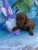 Irene -420, a female Poodle - Miniature  and Miniature Goldendoodle for sale in Lakeland, FL – Photo 5 of 10