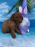 Irene -420, a female Poodle - Miniature  and Miniature Goldendoodle for sale in Lakeland, FL – Photo 7 of 10