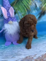 Irene -420, a female Poodle - Miniature  and Miniature Goldendoodle for sale in Lakeland, FL – Photo 4 of 10