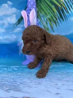 Irene -420, a female Poodle - Miniature  and Miniature Goldendoodle for sale in Lakeland, FL – Photo 9 of 10