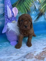 Irene -420, a female Poodle - Miniature  and Miniature Goldendoodle for sale in Lakeland, FL – Photo 8 of 10