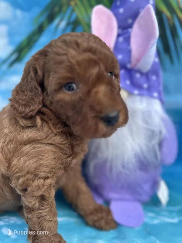 Irene -420 – Poodle - Miniature , Miniature Goldendoodle puppy for sale in Lakeland, FL