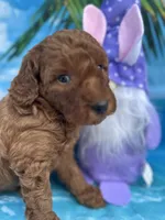 Irene -420, a female Poodle - Miniature  and Miniature Goldendoodle for sale in Lakeland, FL – Photo 1 of 10