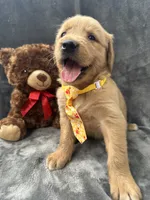 Bingo -192, a male Golden Retriever for sale in Lakeland, FL – 7 of 10