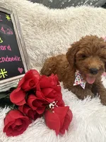 Tara - 329, a female Goldendoodle and Poodle - Standard  for sale in Lakeland, FL – 4 of 10
