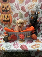 Bear bear 576, a male Golden Retriever for sale in Lakeland, FL – 7 of 10