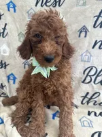 Reign - 320, a female Labradoodle and Poodle - Standard  for sale in Lakeland, FL – 5 of 10
