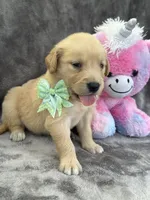 Beatrice 575, a female Golden Retriever for sale in Lakeland, FL – 5 of 10