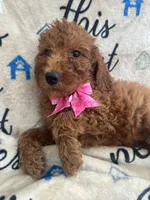 Ruth-125, a female Labradoodle and Poodle - Standard  for sale in Lakeland, FL – 2 of 10