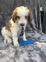 Diesel 390 F1b, a male Goldendoodle and Poodle - Miniature  for sale in Lakeland, FL – 8 of 10