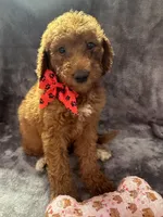 Daisy 394. F1b, a female Goldendoodle and Poodle - Miniature  for sale in Lakeland, FL – 6 of 10