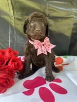 Sarah- 339, a female Labradoodle and Poodle - Standard  for sale in Lakeland, FL – 1 of 10