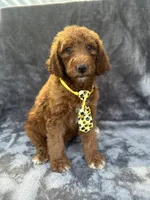 Dexter 396 F1b, a male Goldendoodle and Poodle - Miniature  for sale in Lakeland, FL – 7 of 10