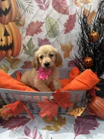 Brooklyn 572, a female Golden Retriever for sale in Lakeland, FL – 5 of 10