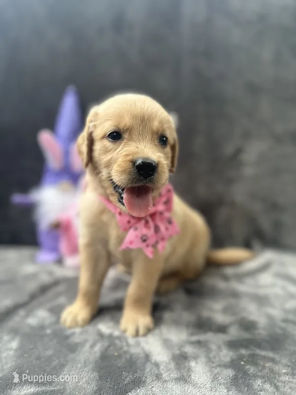Suzzie -198 – Golden Retriever puppy for sale in Lakeland, FL