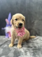 Suzzie -198, a female Golden Retriever for sale in Lakeland, FL – 1 of 10