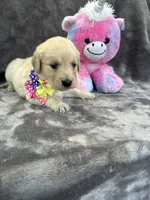 Bridgette 579, a female Golden Retriever for sale in Lakeland, FL – 7 of 10