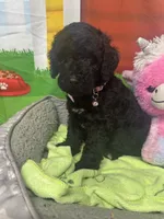 Midnight 386, a female Bernedoodle and Miniature Bernedoodle for sale in Lakeland, FL – 9 of 10