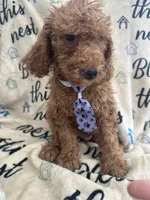 Ralph - 122, a male Labradoodle and Poodle - Standard  for sale in Lakeland, FL – 6 of 10