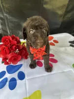 Sophie  - 337, a female Labradoodle and Poodle - Standard  for sale in Lakeland, FL – 8 of 10