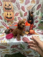 Nova 378, a female Poodle - Miniature  and Miniature Goldendoodle for sale in Lakeland, FL – 2 of 10