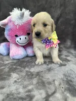 Bridgette 579, a female Golden Retriever for sale in Lakeland, FL – 9 of 10