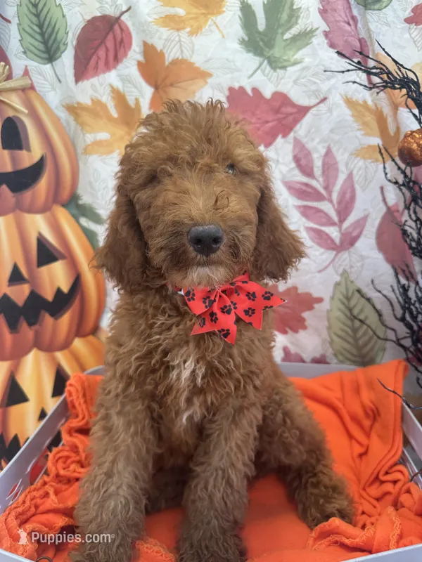 Daisy 394. F1b  – Goldendoodle, Poodle - Miniature  puppy for sale in Lakeland, FL