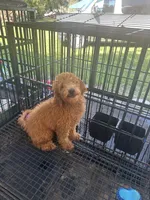 Nate, a male Poodle - Miniature  and Miniature Goldendoodle for sale in Lakeland, FL – 6 of 10