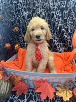 Male, a male Labradoodle and Golden Retriever for sale in Lakeland, FL – 9 of 10