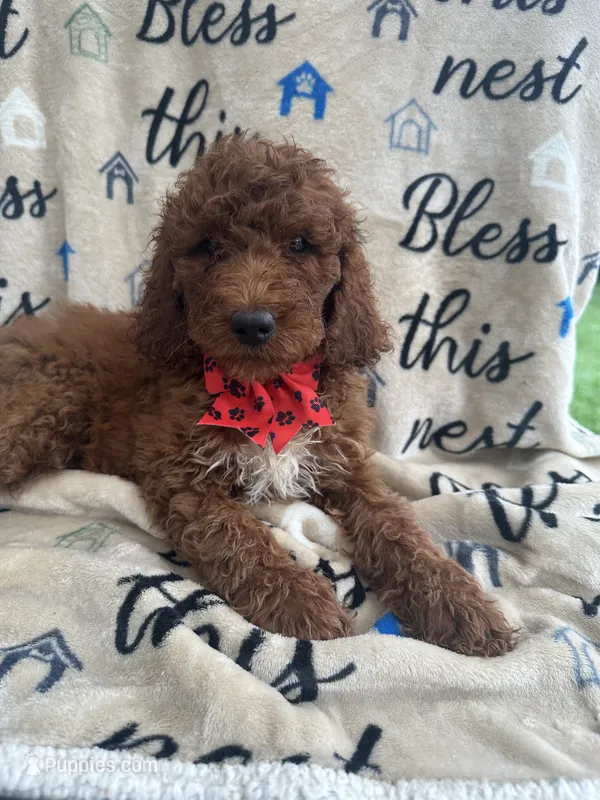 Rae-Rae -128 – Labradoodle, Poodle - Standard  puppy for sale in Lakeland, FL