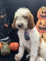 Diesel 390 F1b , a male Goldendoodle and Poodle - Miniature  for sale in Lakeland, FL – 7 of 10